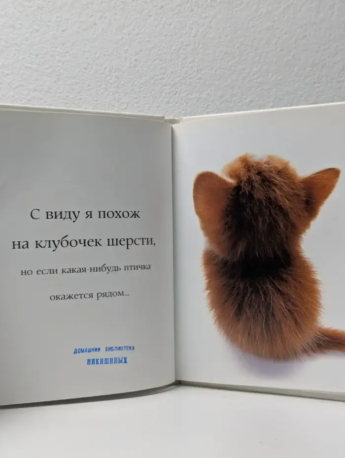Самые очаровательные кошки