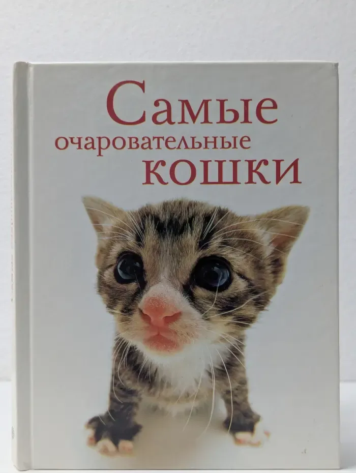 Самые очаровательные кошки