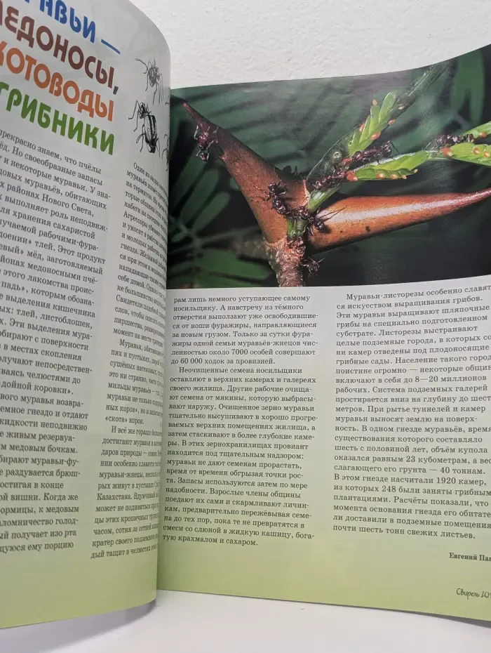 Свирель. Выпуск № 10/2015