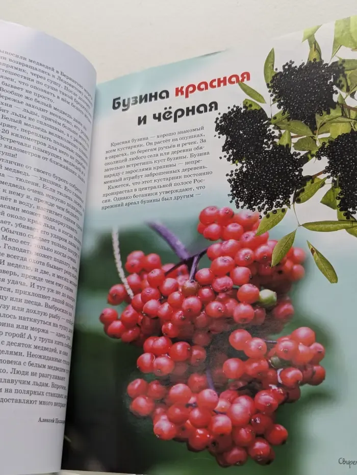 Свирель. Выпуск № 8/2016