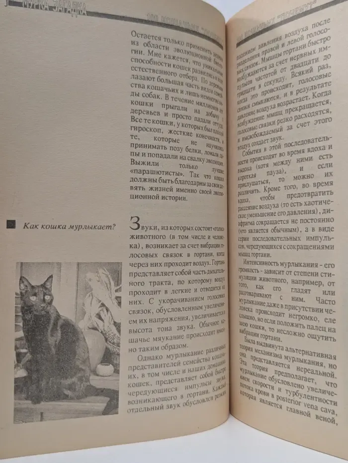 100 кошачьих "Почему?"