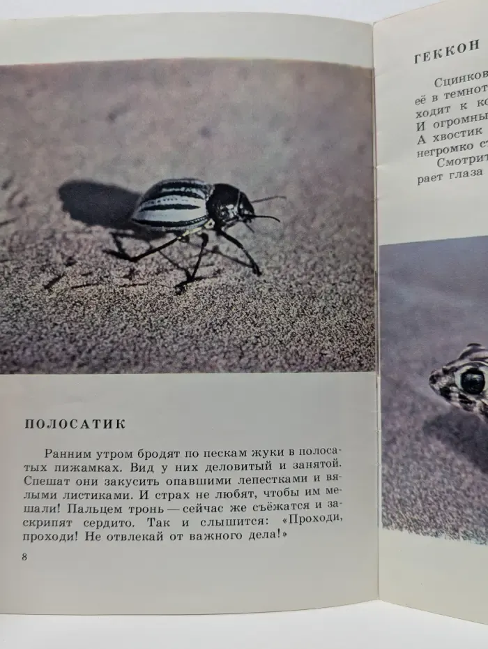 Жизнь на песке