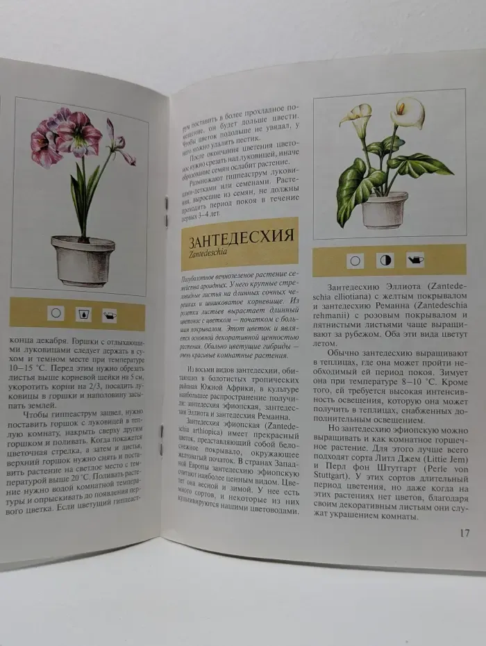 Райский сад. Луковичные комнатные растения