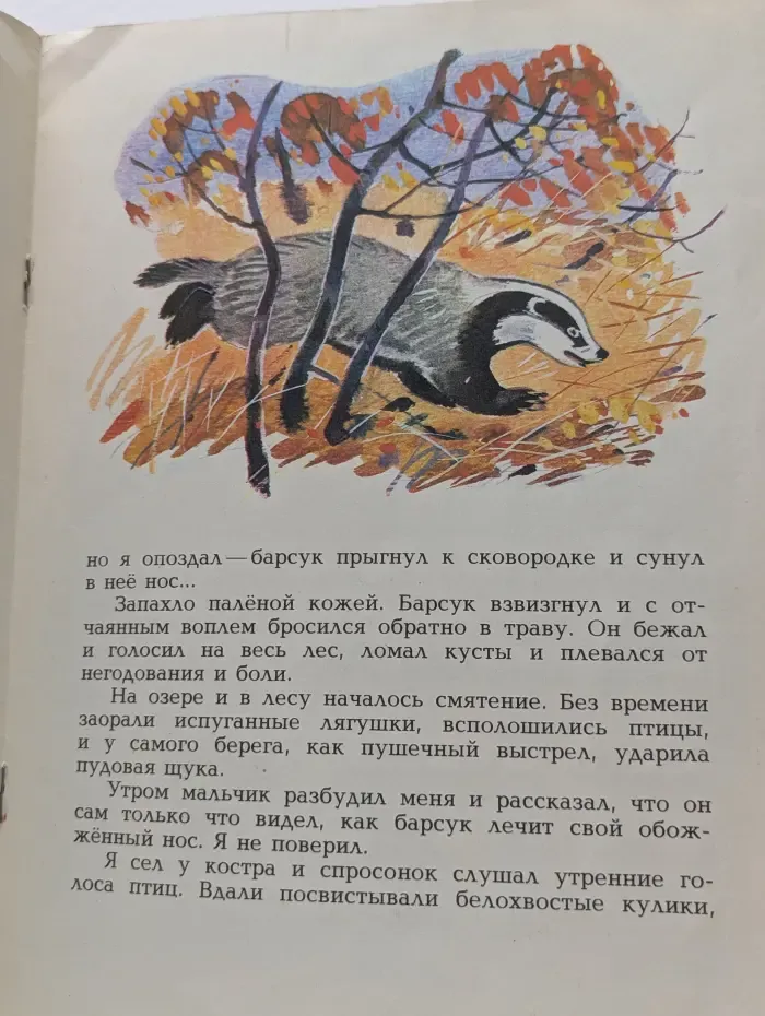 Барсучий нос