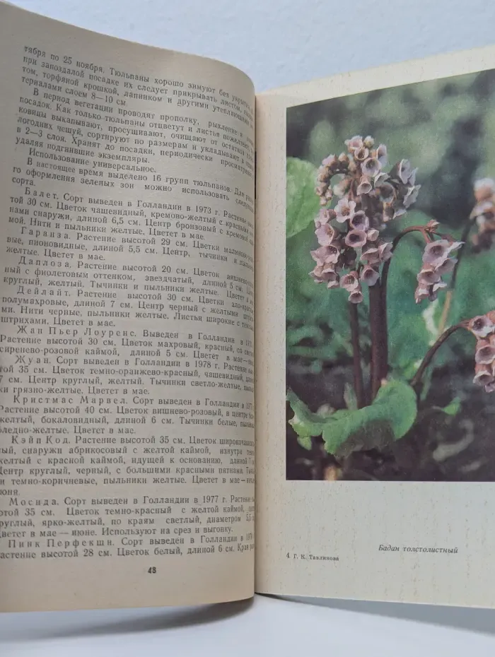 Ранние весенние цветы