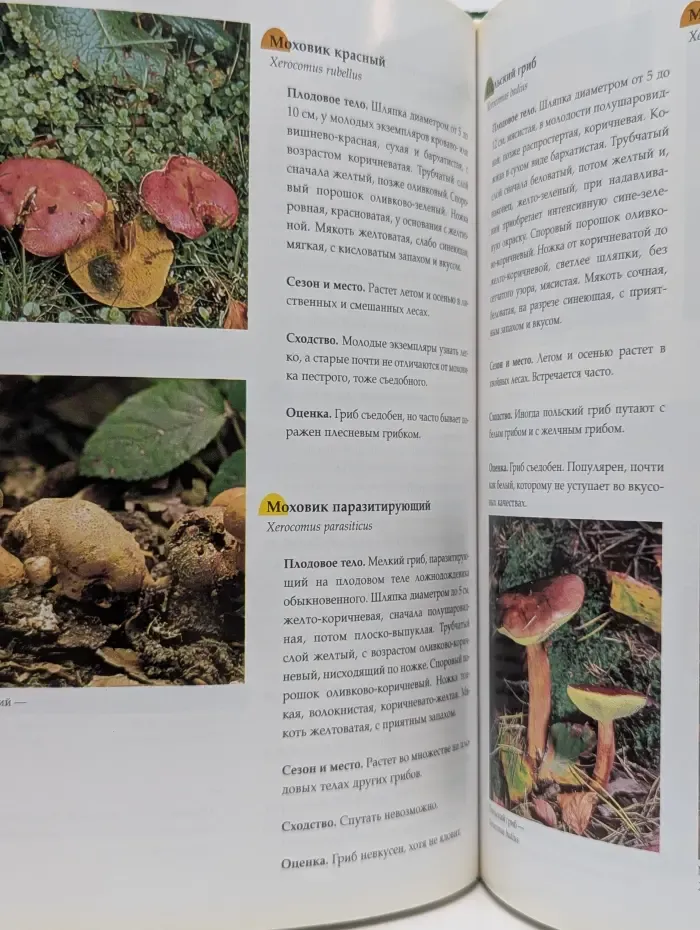 Всё о грибах