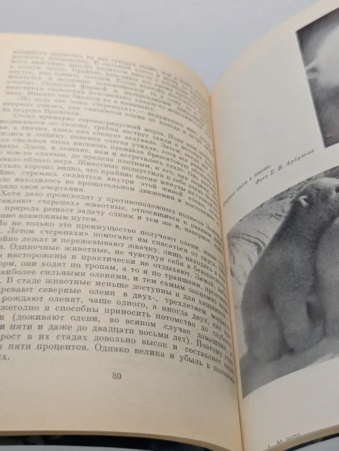 Живущие во льдах