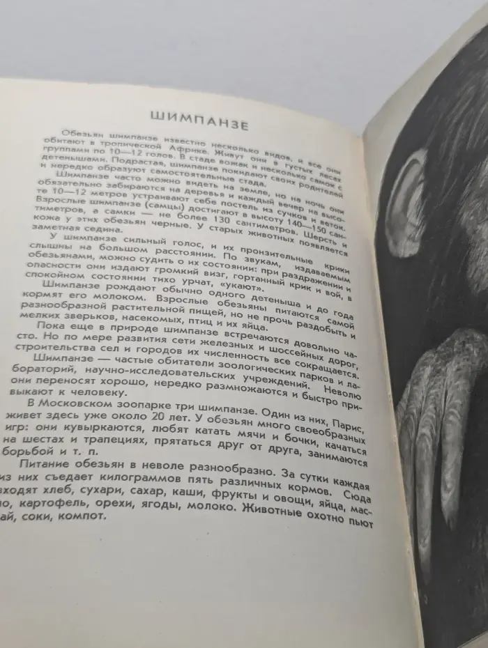 Среди зверей и птиц