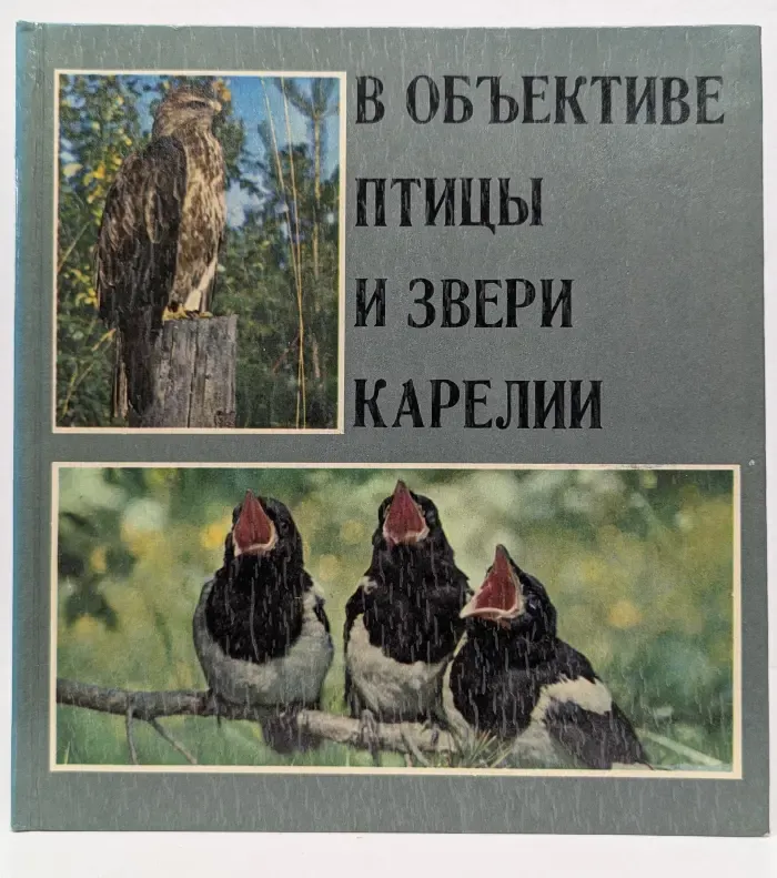 В объективе птицы и звери Карелии
