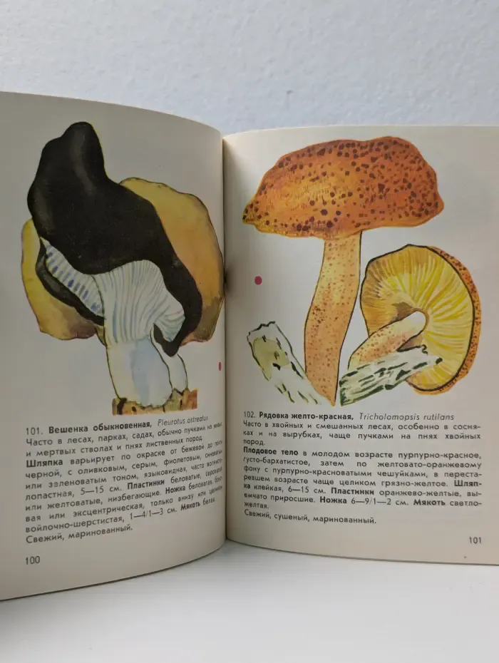 Наши грибы