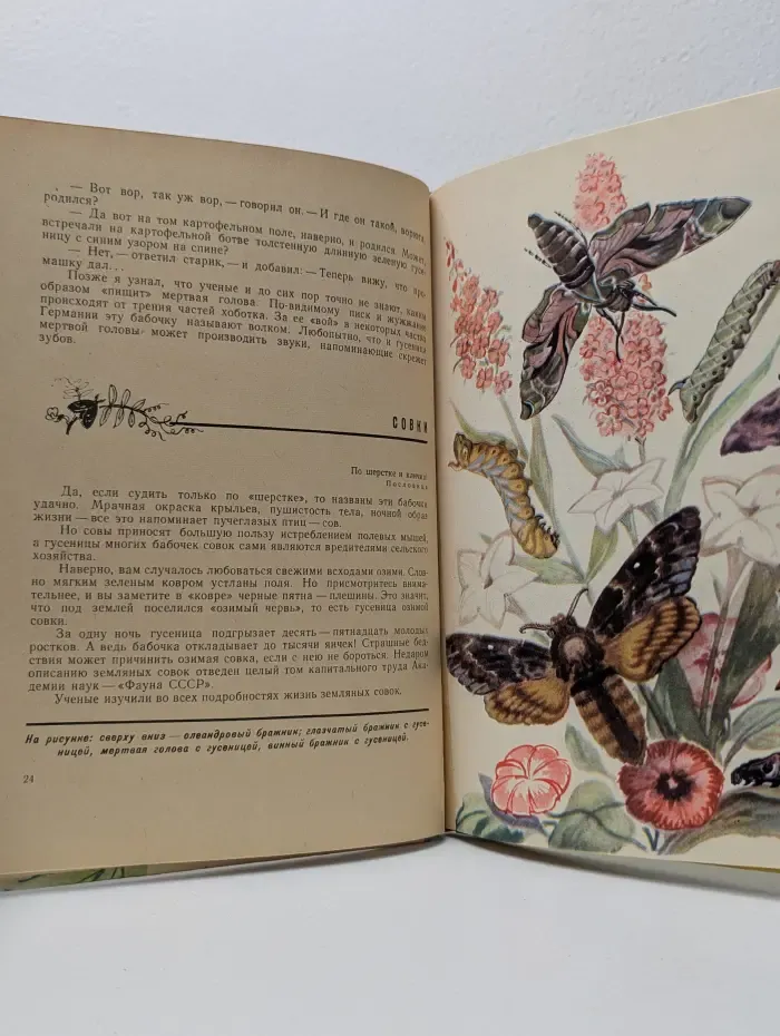 Необыкновенный махаон