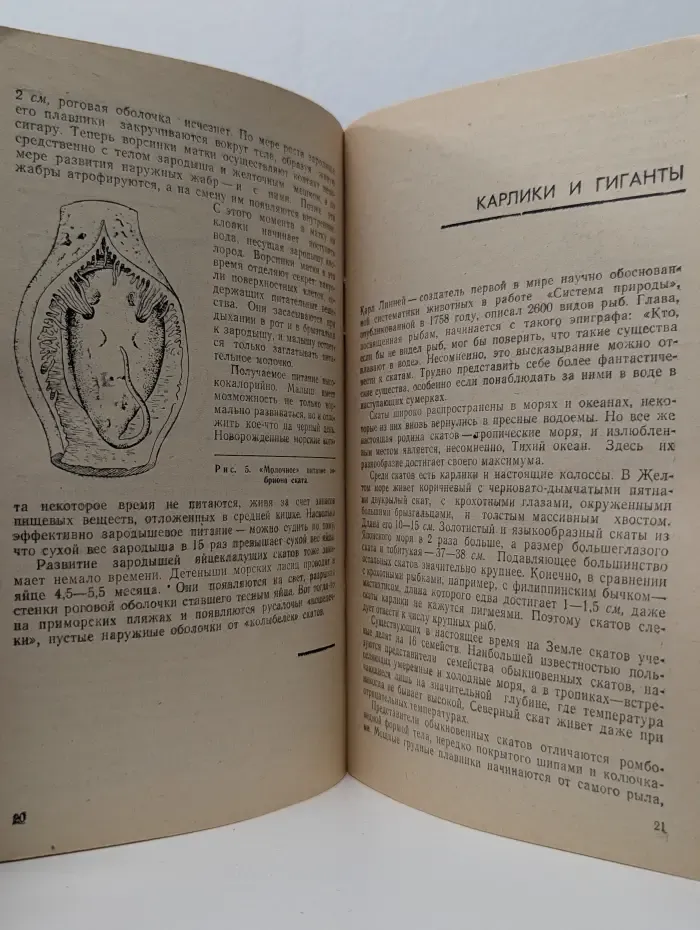 Новое в жизни и техники. Биология. Выпуск № 12. Скаты
