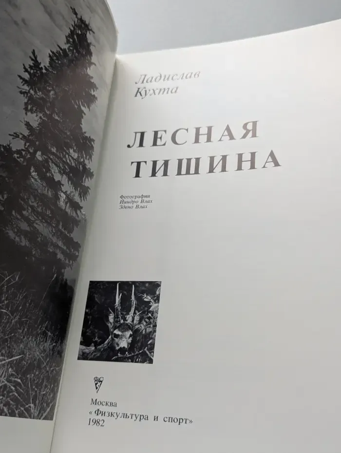 Лесная тишина