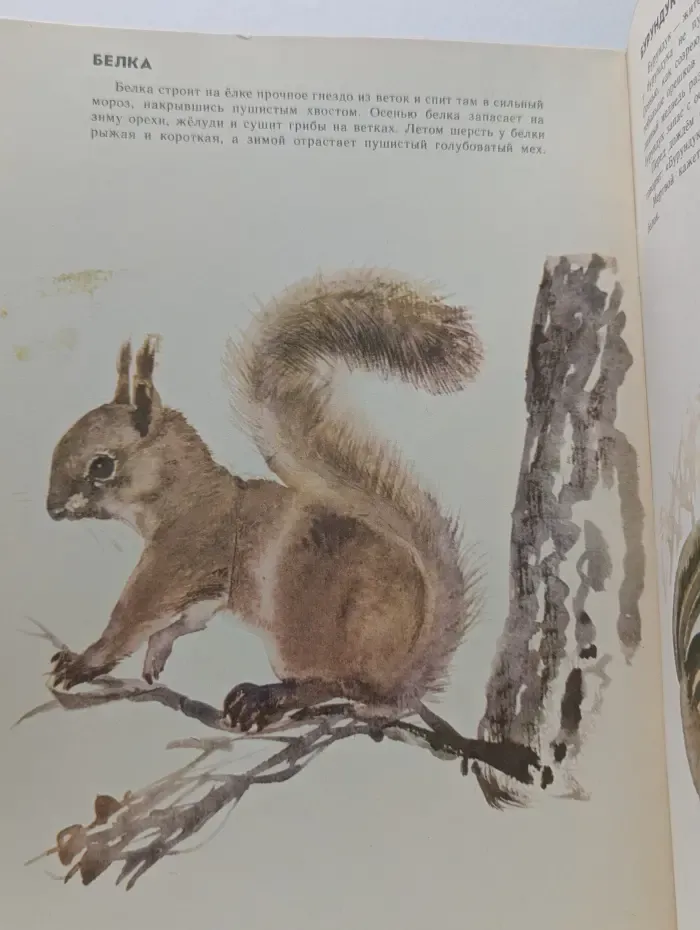 Звери наших лесов