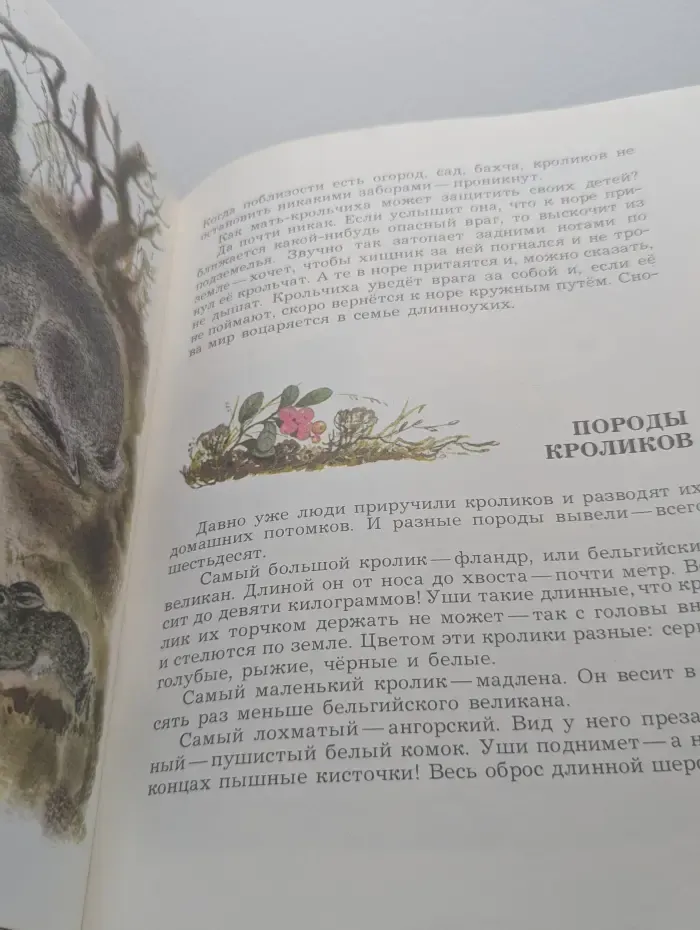 Чем кролик на зайца не похож