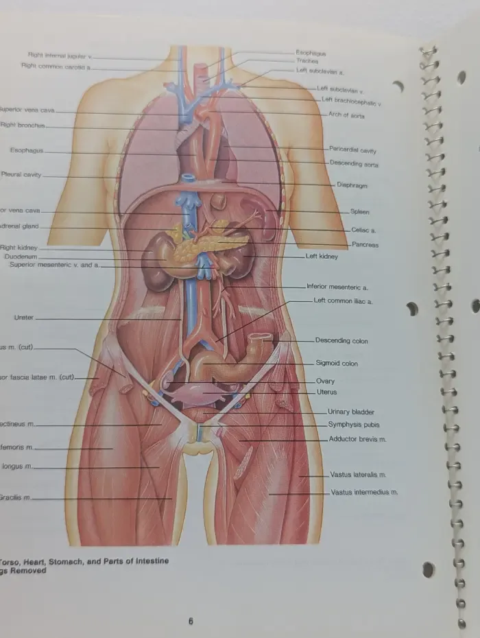 Human Anatomy & Physiology. Student Study Art Notebook