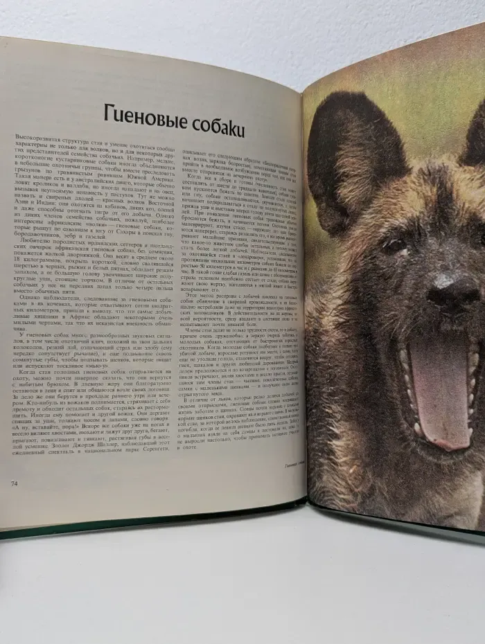 Удивительный мир диких животных. Медведи и другие хищные звери