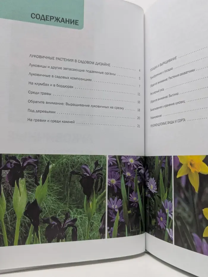 Наш сад. Луковичные растения