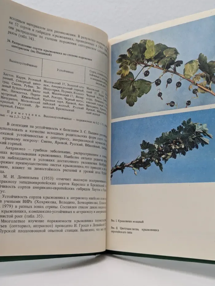 Крыжовник