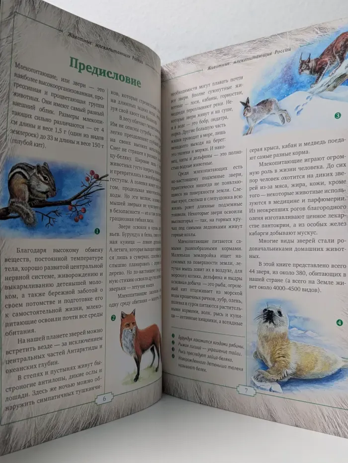 Библиотечка натуралиста. Животные. Млекопитающие России