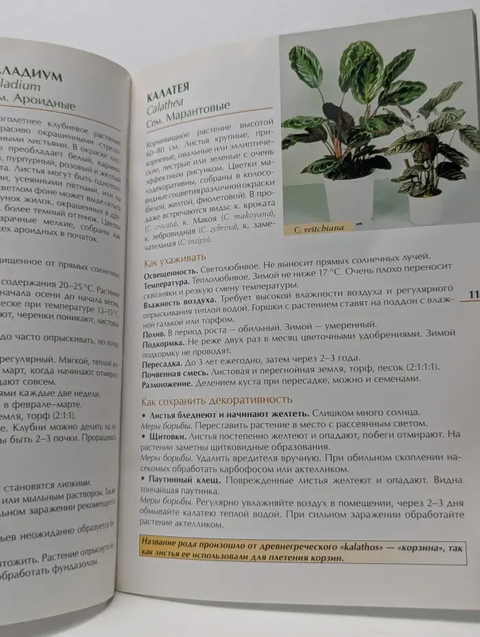 Секреты ухода. Декоративнолистные комнатные растения