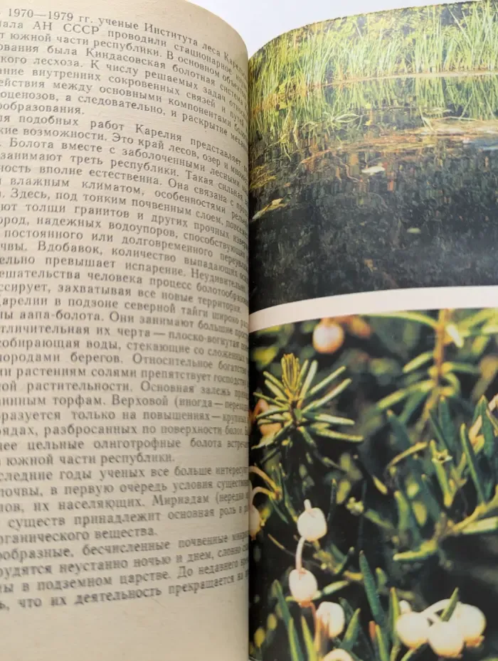 Мир зеленого безмолвия