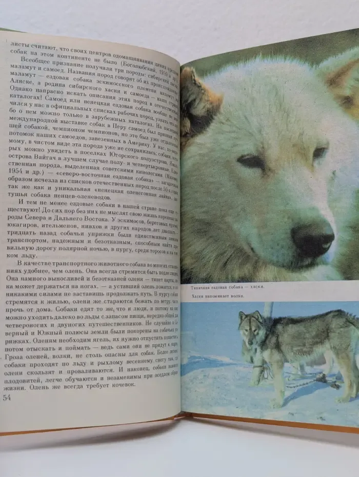 О собаке