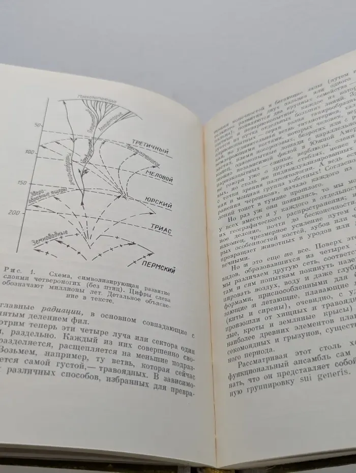 Феномен человека