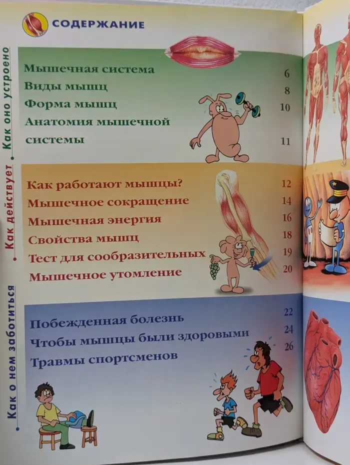 Как устроено тело человека. Выпуск № 7/2007