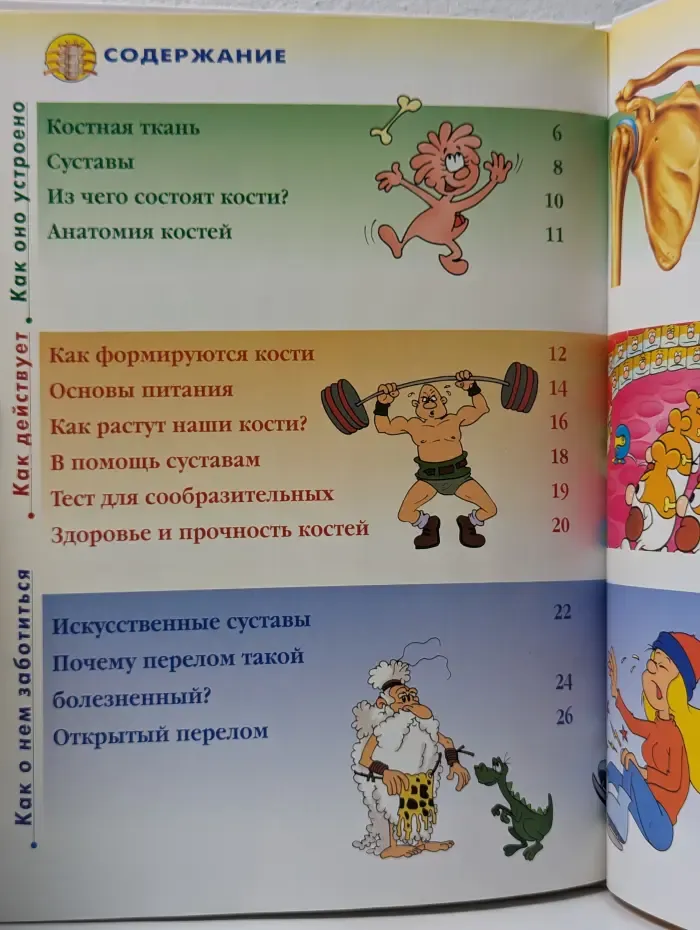 Как устроено тело человека. Выпуск № 6/2007. Кости