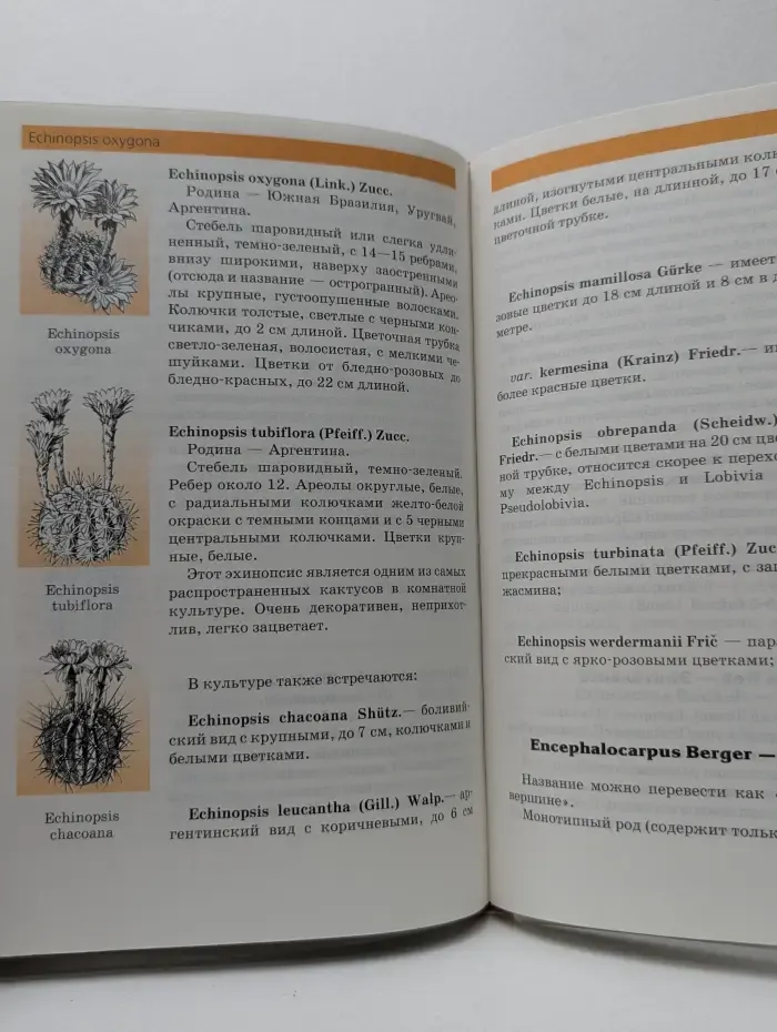 Кактусы
