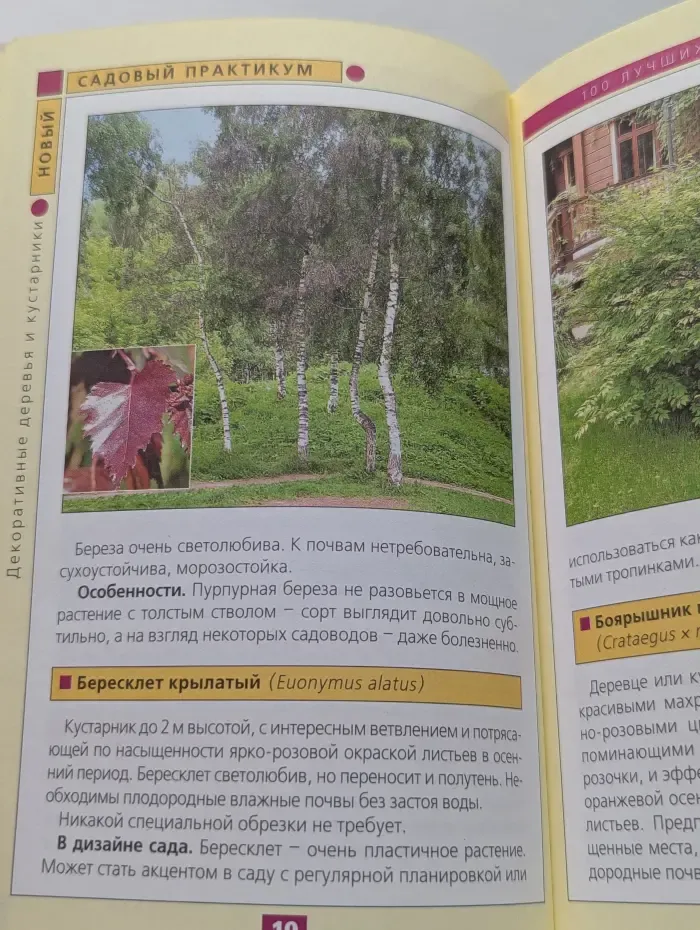 Новый садовый практикум. Декоративные деревья и кустарники
