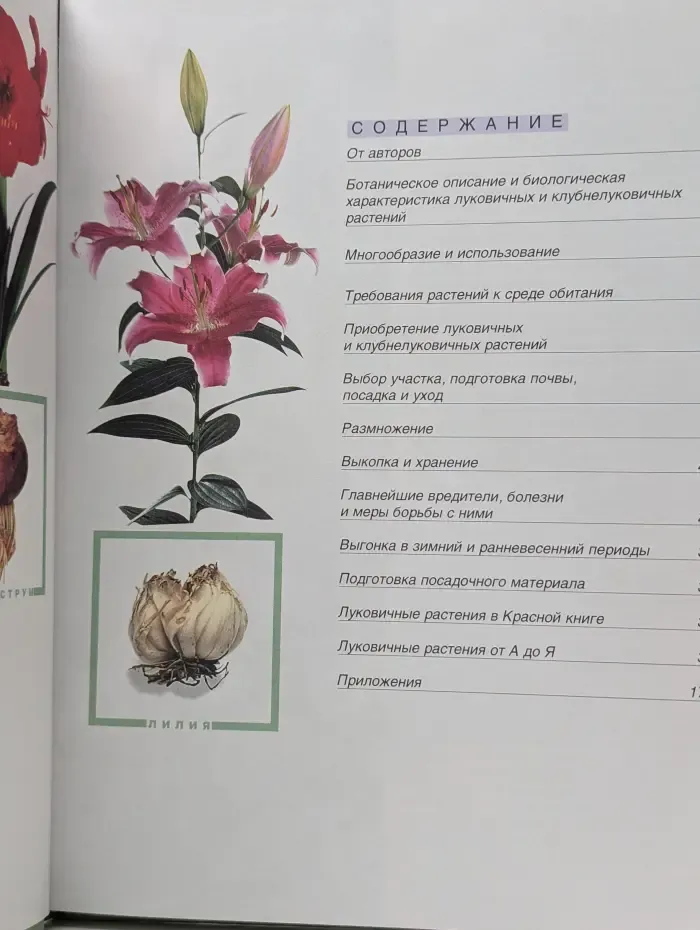 Луковичные цветы
