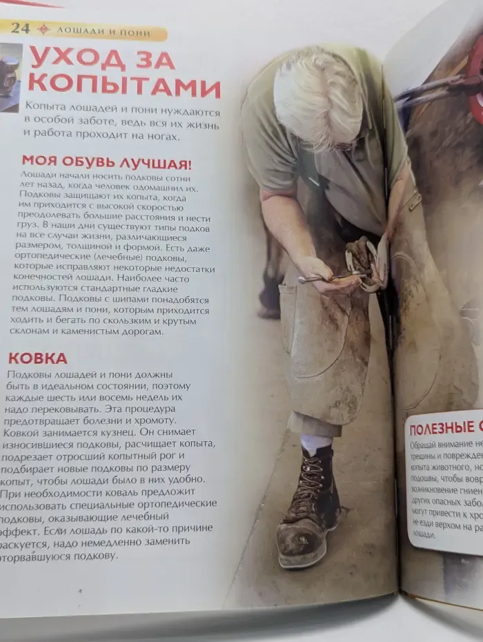 Детская энциклопедия. Лошади и пони
