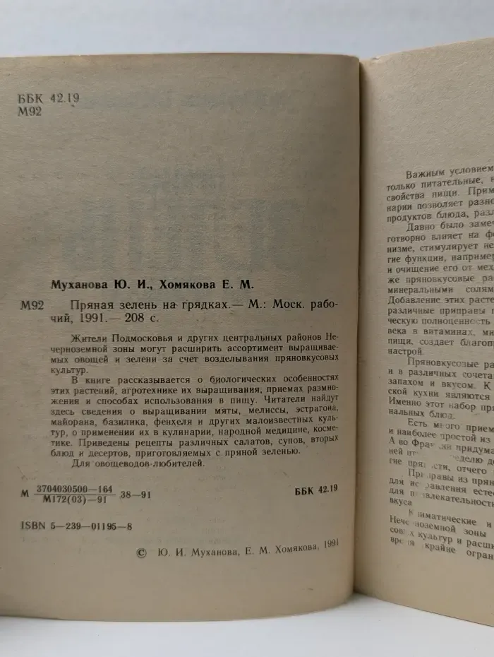 Пряная зелень на грядках