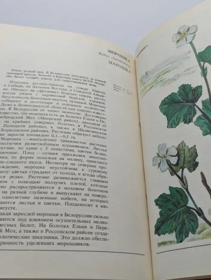 По страницам Красной книги. Растения