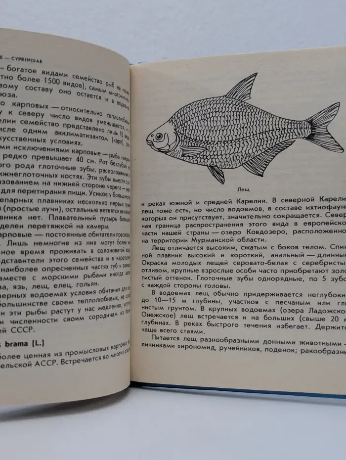 Рыбы. Животный мир Карелии