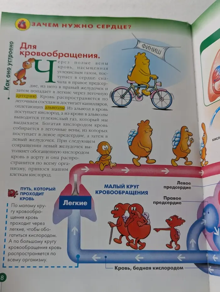 Как устроено тело человека. Выпуск 1. Сердце