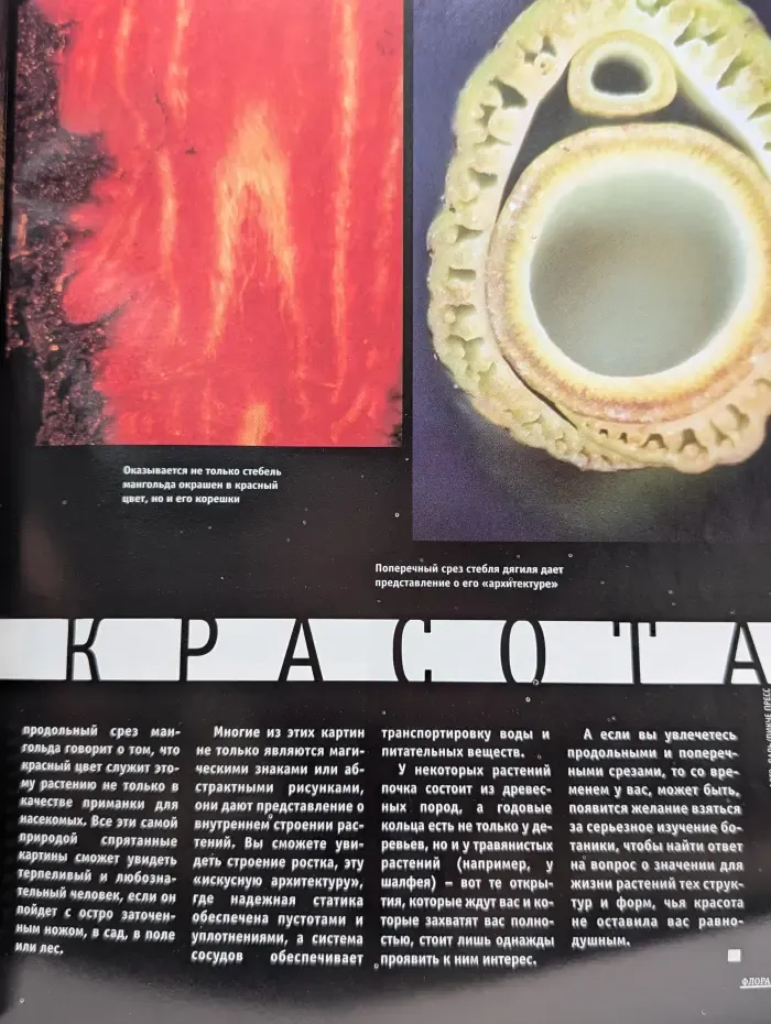 Флора. Выпуск № 3/1997