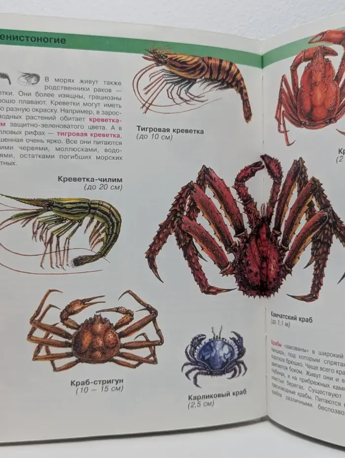 Моя первая энциклопедия. От акулы до осьминога. Морские беспозвоночные и рыбы