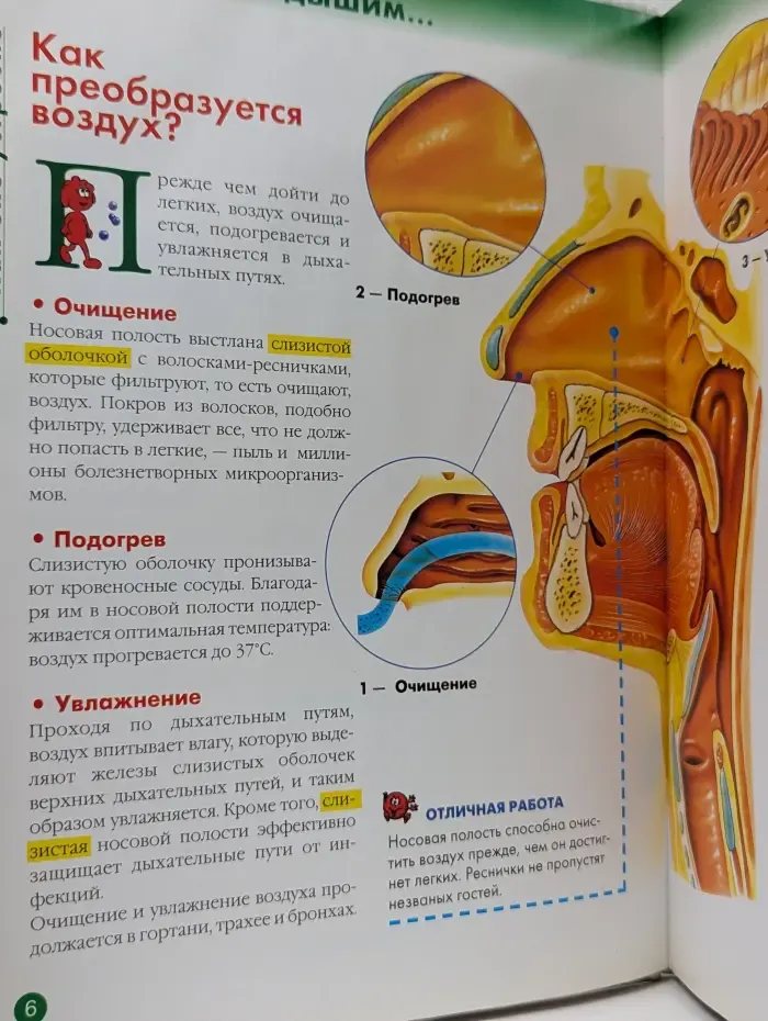 Как устроено тело человека. Выпуск № 4/2007. Дыхание