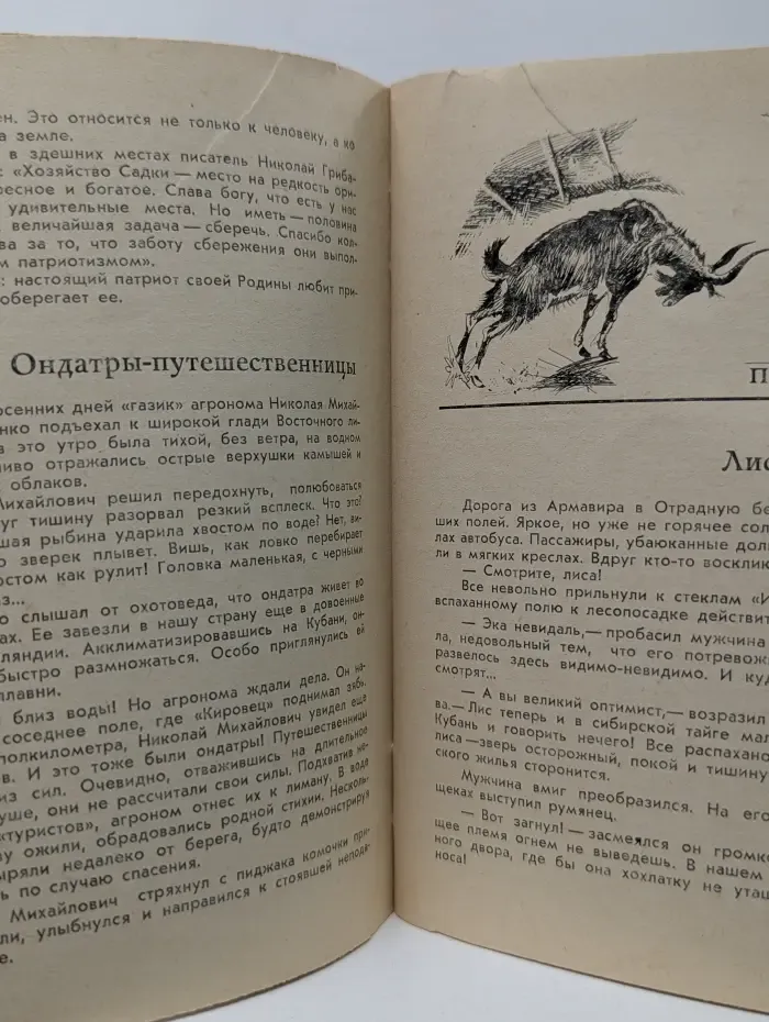 Красный лес