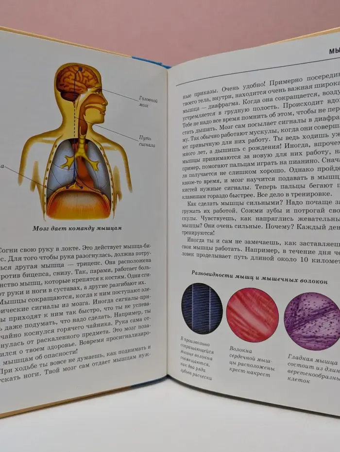 Узнай мир. Анатомия человека
