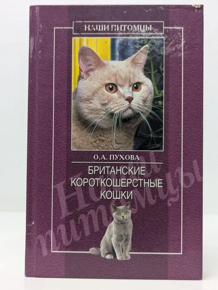 Наши питомцы. Британские короткошерстные кошки