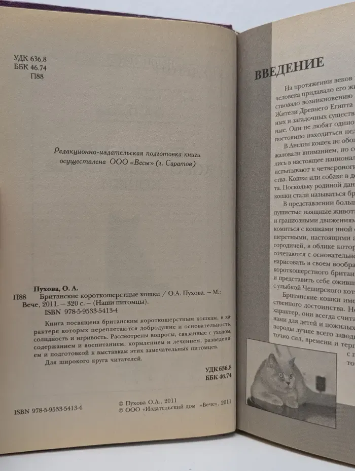 Наши питомцы. Британские короткошерстные кошки