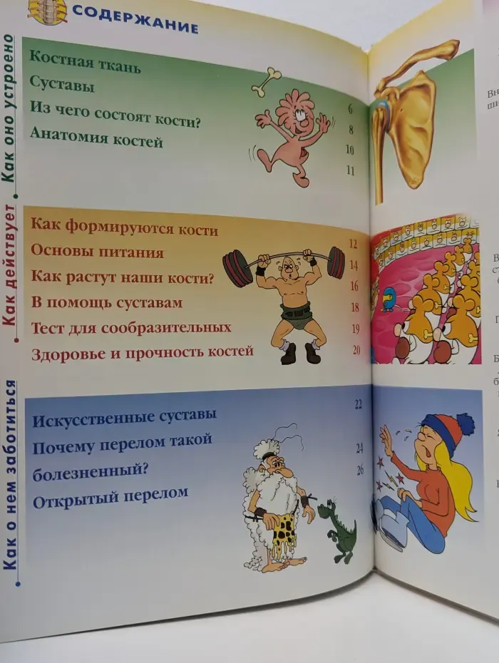 Как устроено тело человека. Выпуск № 6/2007. Кости