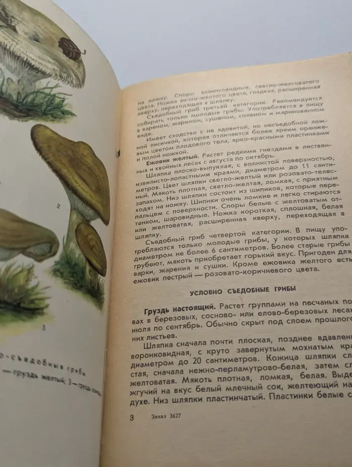 Грибы и грибные места подмосковья