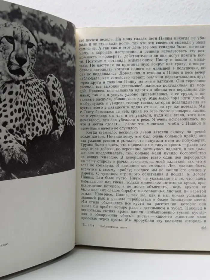 Пятнистый сфинкс. Пиппа бросает вызов