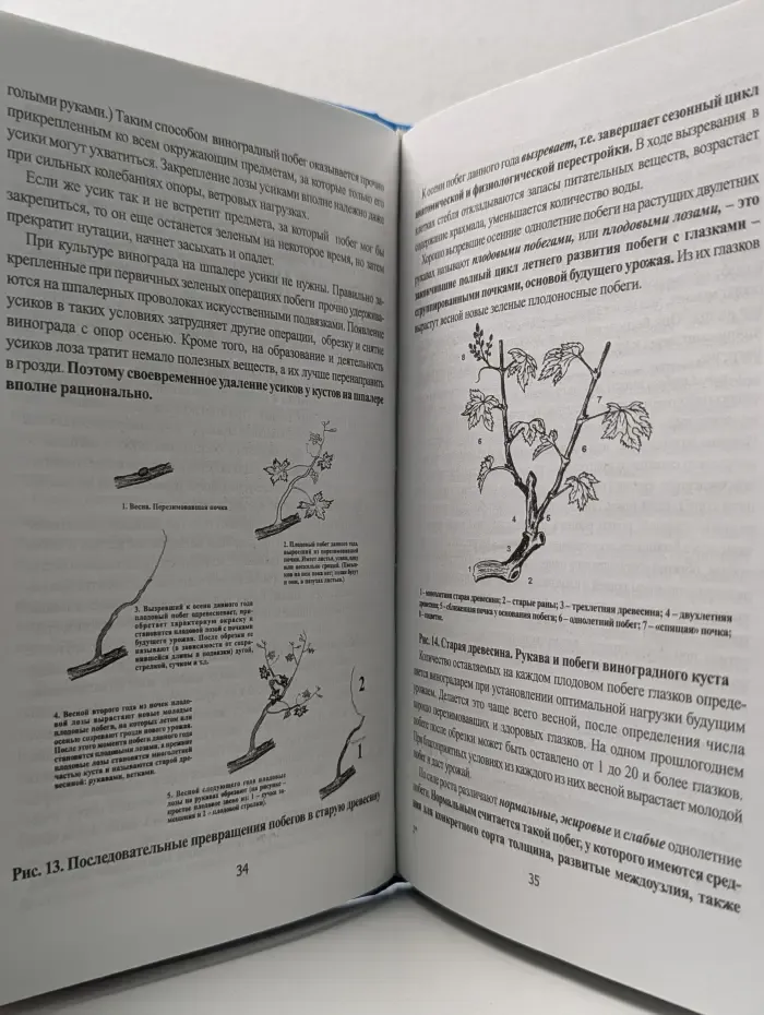 Любительское виноградарство