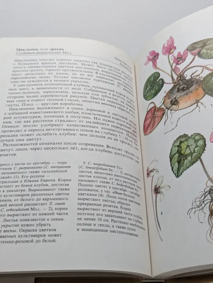 Альпинарий